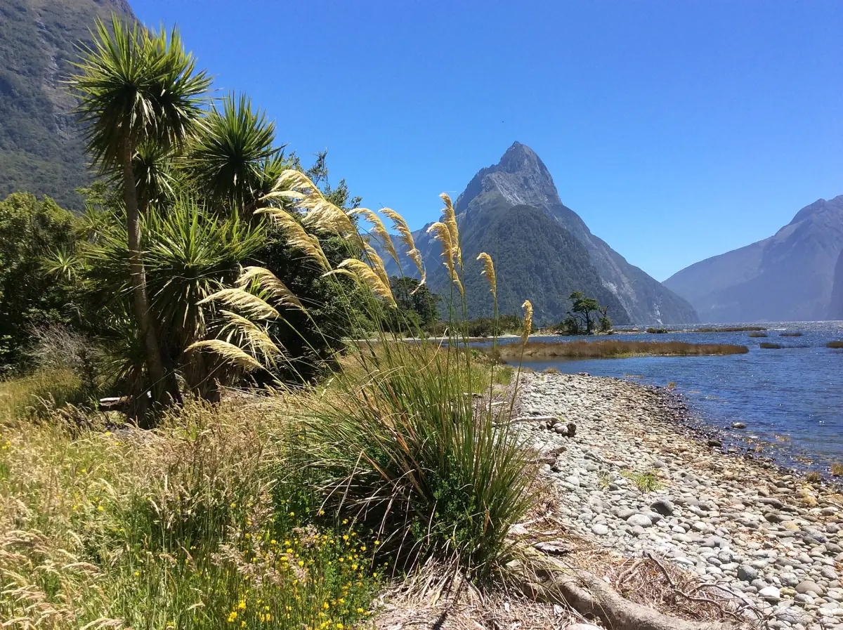 Cabbage trees on the foreshore with Mitre Peak behind