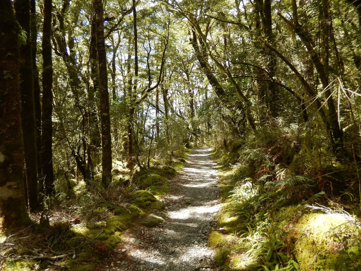 The Milford Track through beech forest